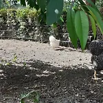 公寓 Ferienwohnanlage Zur Himmelsleiter 蒂申罗伊特